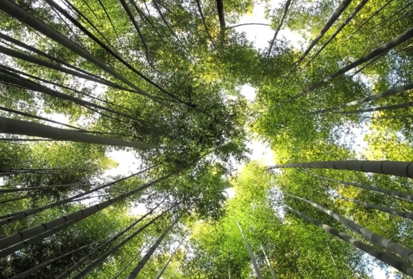 学習環境の構築